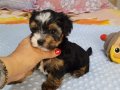 Biwer yorkshire terrier 