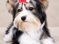 Biwer yorkshire terrier 