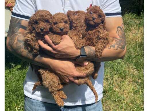 TÜRKİYENİN EN UYGUN FİYATLI KORE KAN TOY POODLE YAVRULARI