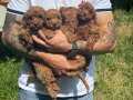 TÜRKİYENİN EN UYGUN FİYATLI KORE KAN TOY POODLE YAVRULARI
