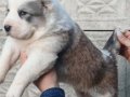 Safkan Heybetli Alabay Yavruları