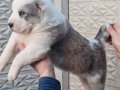 Safkan Heybetli Alabay Yavruları