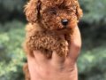 WC Eğitimli Mini Boy Toy Poodle