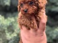 WC Eğitimli Mini Boy Toy Poodle
