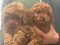 WC Eğitimli Mini Boy Toy Poodle