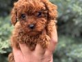 WC Eğitimli Mini Boy Toy Poodle
