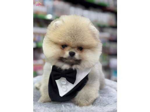 TEDDYBEAR ERKEK YAVRUMUZ