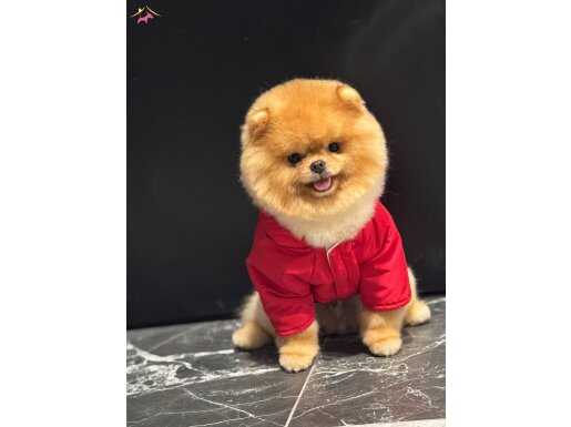 Orjinal teddybear 