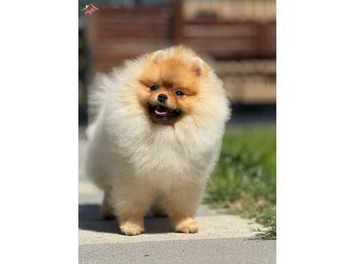 Showclass pomeranian 