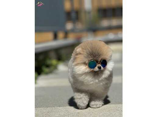 safkan pomeranian 