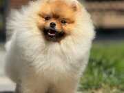 Showclass pomeranian 