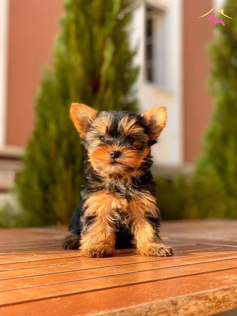 Satilik Yorkshire Terrier Fiyatlari Kopek Dunyasi