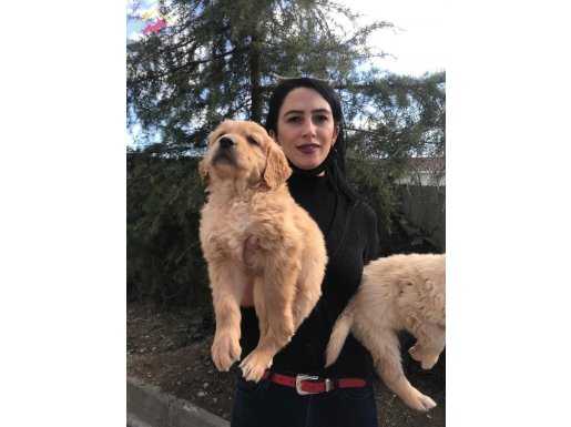 Golden dişi ve erkek yavrularımız  sağlık ve ırk garantilidi