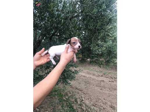 Jack Russel terrier dişi ve erkek yavrularım sağlık ve ırk g