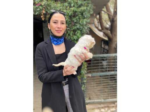 Maltese terrier yavrularım sağlık ve ırk garantilidir 