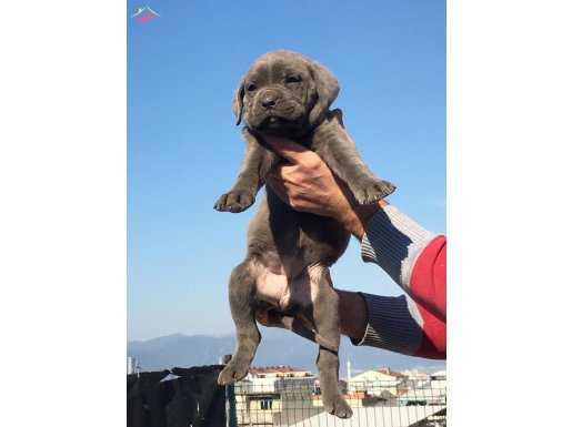 Cane Corso yavrularım sağlık ve ırk garantilidir 