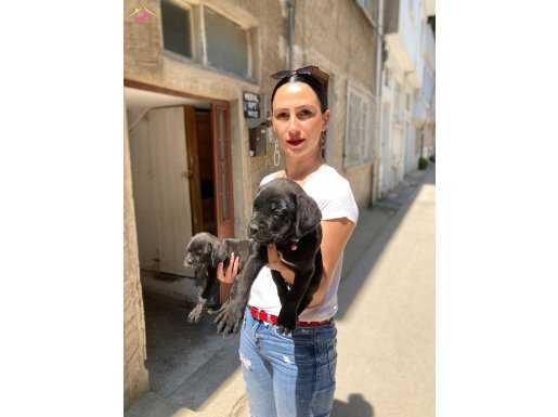 Cane Corso yavrularım sağlık ve ırk garantilidir 