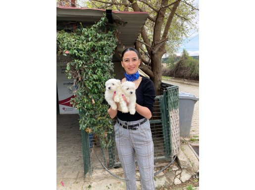 Maltese terrier yavrularım sağlık ve ırk garantilidir 