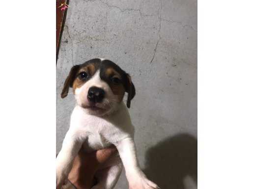 Jack Russel yavrularım sağlık ve ırk garantilidir 