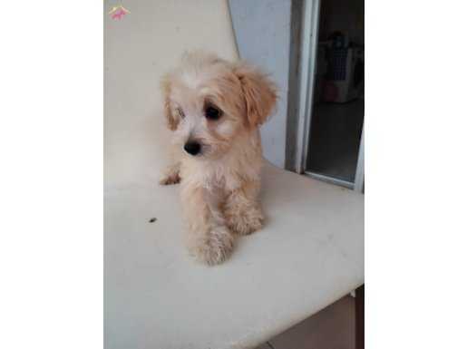 Maltipoo yavrularım sağlık ve ırk garantilidir 