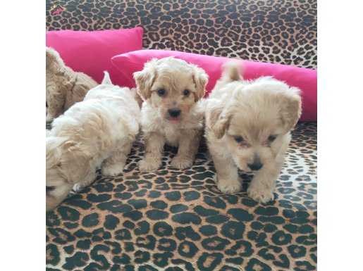 Maltipoo yavrularım sağlık ve ırk garantilidir 