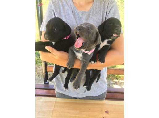 Cane Corso Blue ve siyah yavrularım sağlık ve ırk garantilid