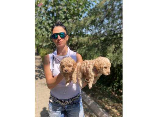 Toy Poddle yavrularım sağlık ve ırk garantilidir 