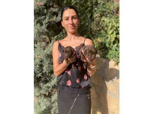 Labrador çikolata ve şampanya rengi yavrular sağlık ve ırk g