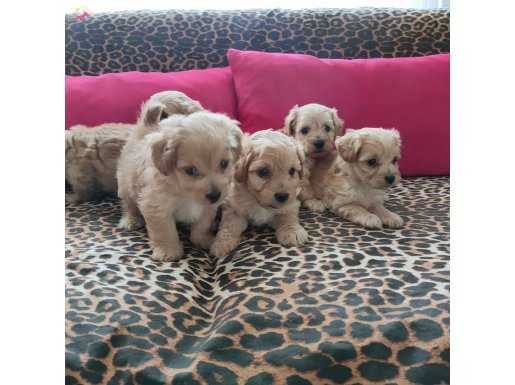 Maltipoo yavrularım sağlık ve ırk garantilidir 