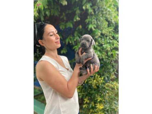 Cane Corso Blue ve siyah yavrularım sağlık ve ırk garantilid