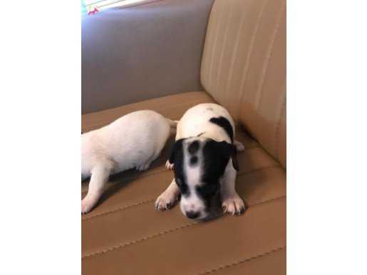 Jack Russel yavrularım sağlık ve ırk garantilidir 