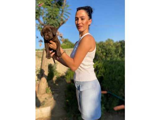 Labrador çikolata ve şampanya yavrularım sağlık ve ırk garan