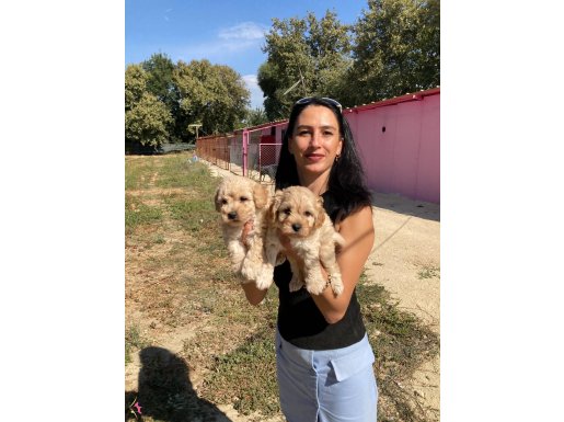 Maltipoo yavrularım sağlık ve ırk garantilidir 