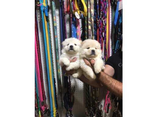 Chowchow yavrularımız sağlık ve ırk garantilidir 