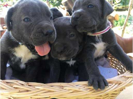 Cane Corso Blue ve siyah yavrularım sağlık ve ırk garantilid