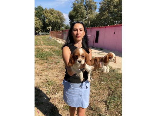 Cavalier yavrularımız sağlık ve ırk garantilidir 