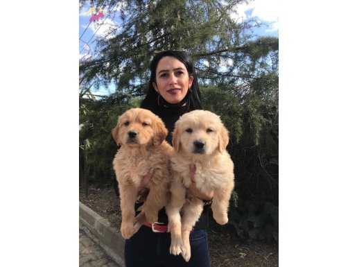 Golden yavrularım sağlık ve ırk garantilidir 