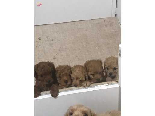 Poddle yavrularım sağlık ve ırk garantilidir