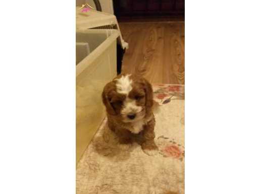 Maltipoo yavrularım sağlık ve ırk garantilidir 