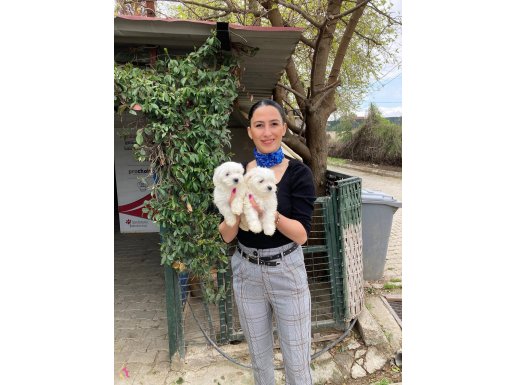Maltese yavrularım sağlık ve ırk garantilidir 