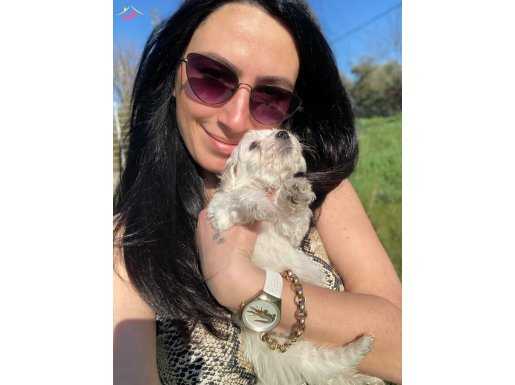Maltese sıfır no yavrularım sağlık ve ırk garantilidir 