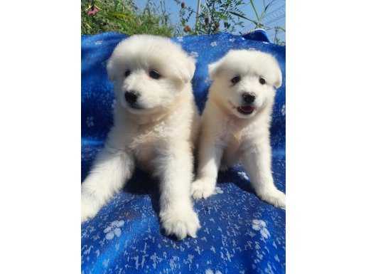 Samoyed yavrularım sağlık ve ırk garantilidir 