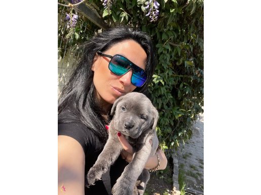 Cane Corso Blue ve siyah yavrularım sağlık ve ırk garantilid