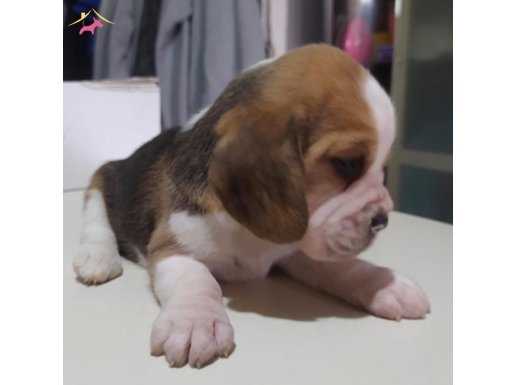 Beagle yavrularım sağlık ve ırk garantilidir 