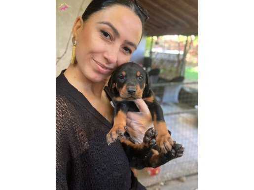 Doberman yavrularım sağlık ve ırk garantilidir 