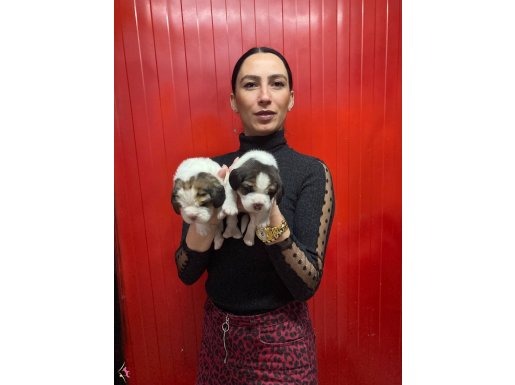 Beagle yavrularım sağlık ve ırk garantildir