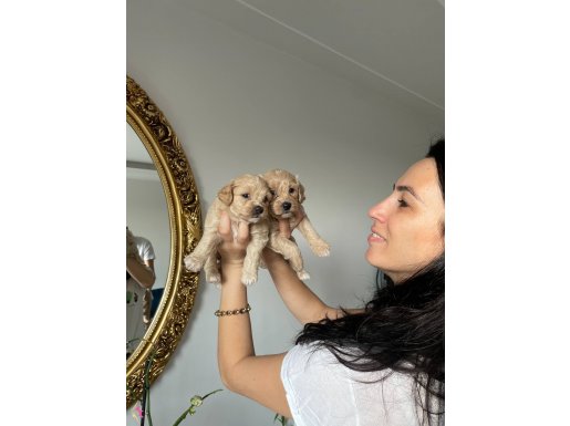 Maltipoo  yavrularım sağlık ve ırk garantilidir 