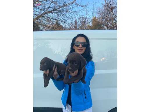 Labrador yavrularım sağlık ve ırk garantilidir 