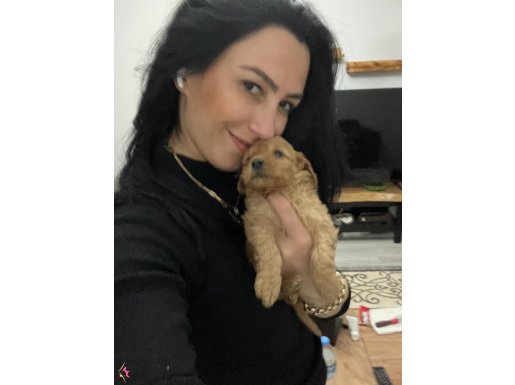 Maltipoo yavrularım sağlık ve ırk garantilidirler 