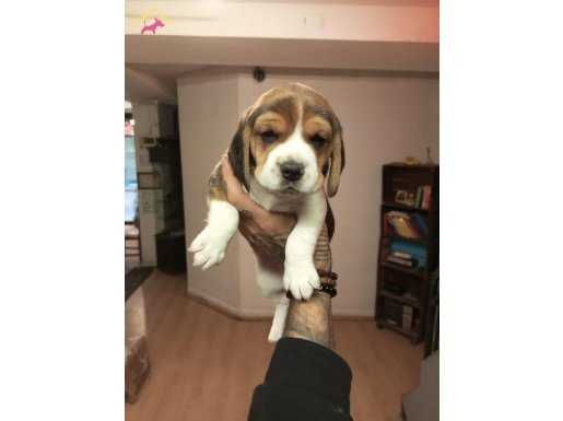 Beagle yavrularım  sağlık ve ırk garantilidir 